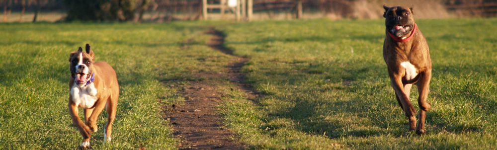 dogs running