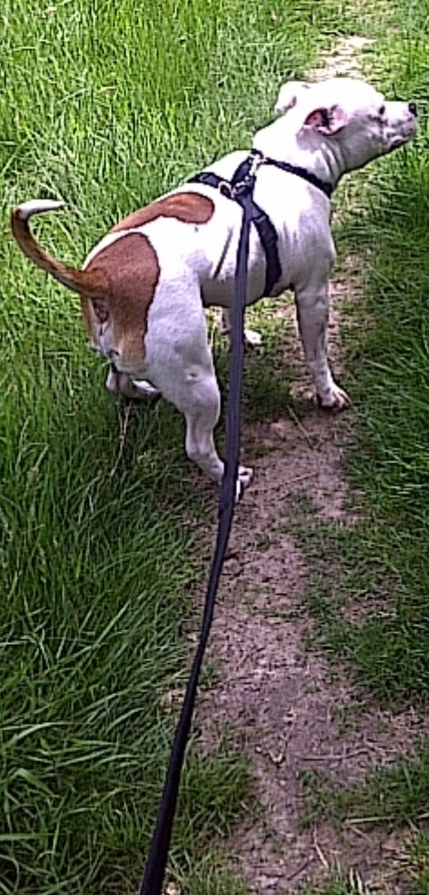 Paddy the Staffie