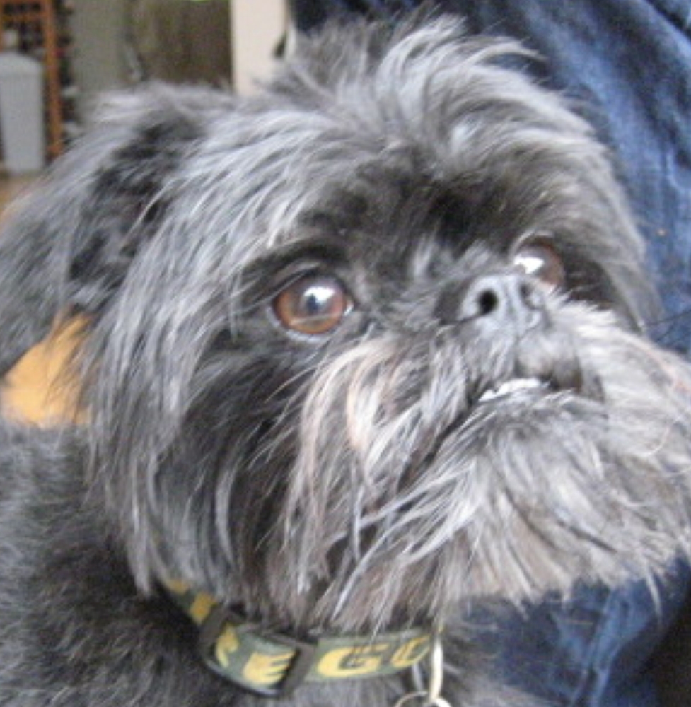 Mungo the Affenpinscher